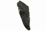 Partial Fossil Megalodon Tooth - Serrated edge #331556-1